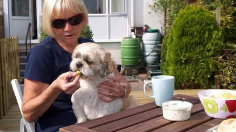 6 Dog Breeds That Are Surprisingly Picky Eaters (And Simple Tricks to Entice Them)