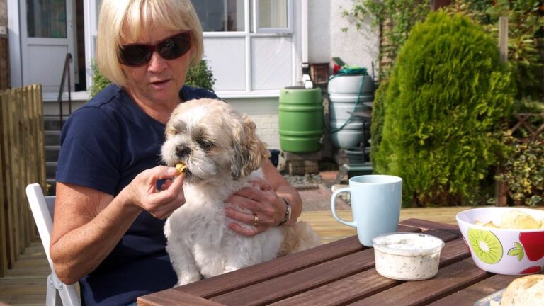 6 Dog Breeds That Are Surprisingly Picky Eaters (And Simple Tricks to Entice Them)