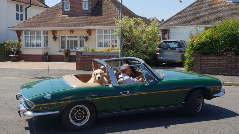 6 Dog Breeds That Are Natural Travelers (And Adore Car Rides with You)