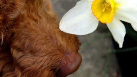 6 Common Household Plants That Are Toxic to Your Beloved Dog