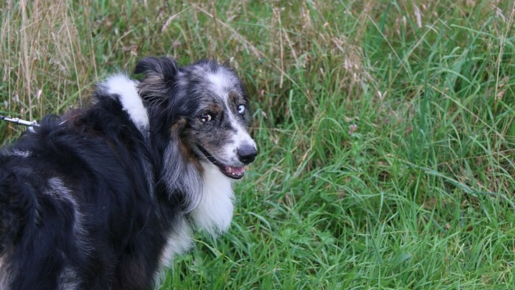 The Real Reason Your Dog Looks Back at You During Every Walk (They're Not Checking If You're There)