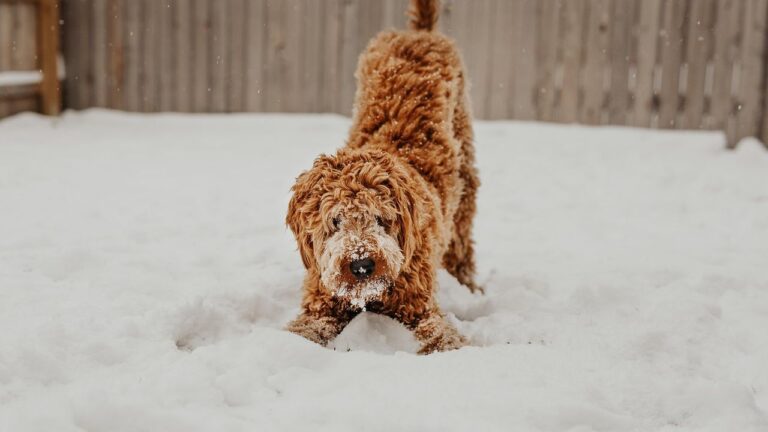 What Your Dog's Tail Wagging Really Means: 6 Different Messages to Decode