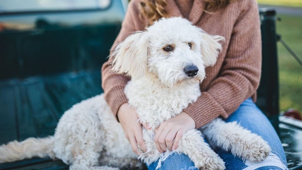 How to Spot True Happiness: 6 Unexpected Signs Your Dog Is Absolutely Thriving
