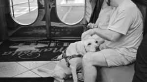 Why Your Dog Runs to You First After Something Scares Them (You Are Their Entire Universe)