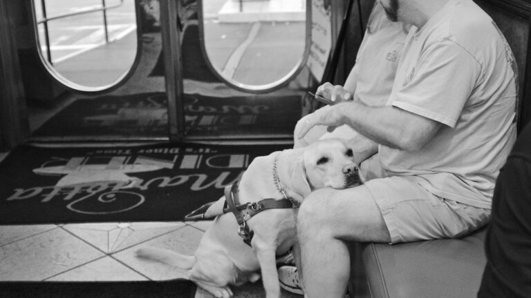 Why Your Dog Runs to You First After Something Scares Them (You Are Their Entire Universe)