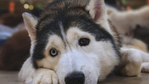 Leaving Your Dog Untrained Can Lead to Unnecessary Stress for Both of You