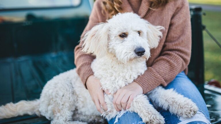 Why Your Dog Stays Closer When You're Sick (They Know Something You Haven't Told Them)