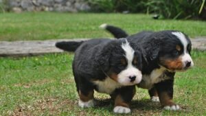 Why Your Dog Follows You Into Every Room (They're Terrified You Won't Return)