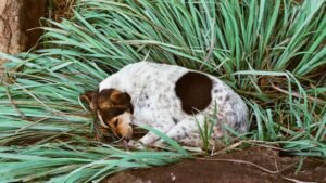 Why Your Dog Circles Exactly Three Times Before Lying Down (It's A 40,000-Year-Old Prayer)