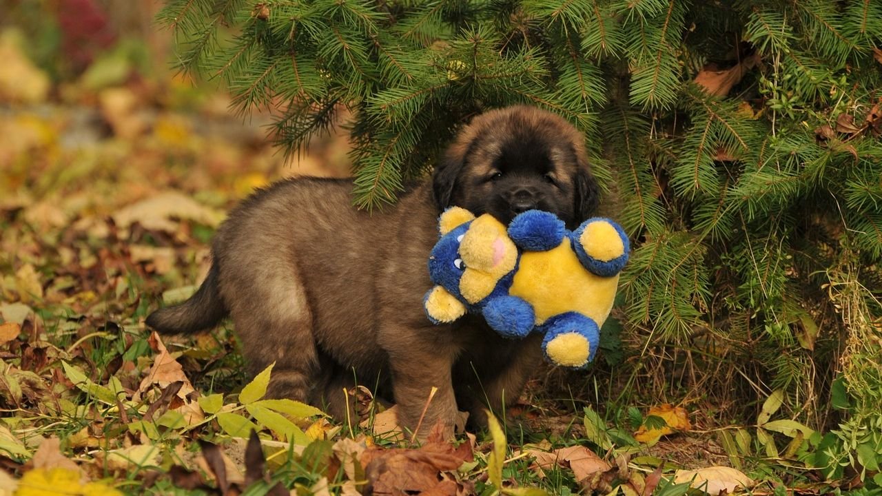 6 Big Dogs With Shockingly Puppyish Temperaments