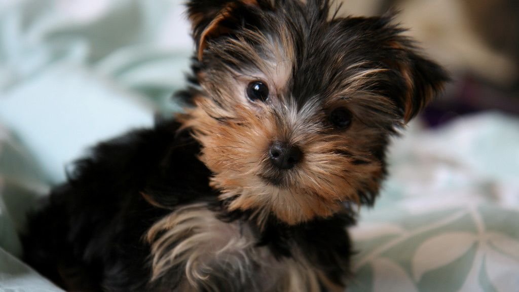 6 Hypoallergenic Dogs That Still Shed (A Little)