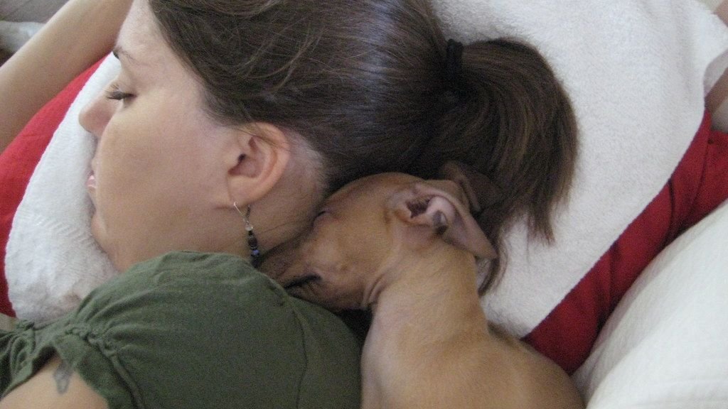 6 Velcro Dog Breeds That Never Leave Your Side