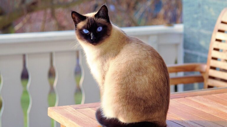6 Forever Kitten Cats With Playful Personalities