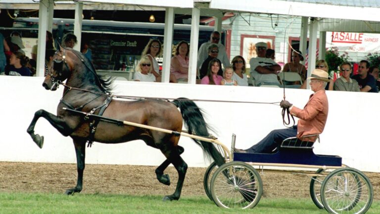 6 Beginner-Friendly Horse Breeds Trainers Actually Trust
