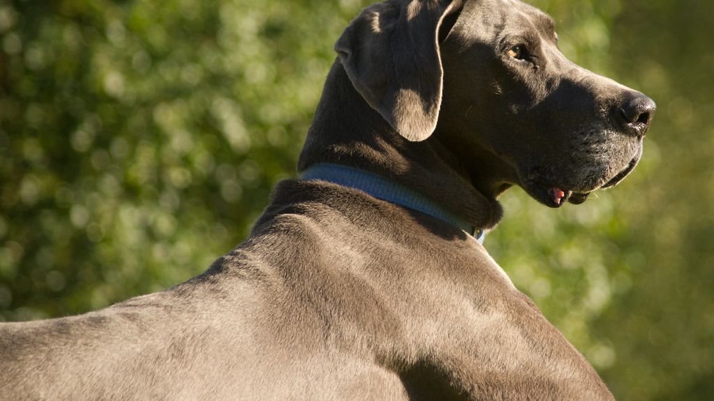 6 Dog Breeds Known for Their Gentle Nature: Perfect Companions for Quiet Homes