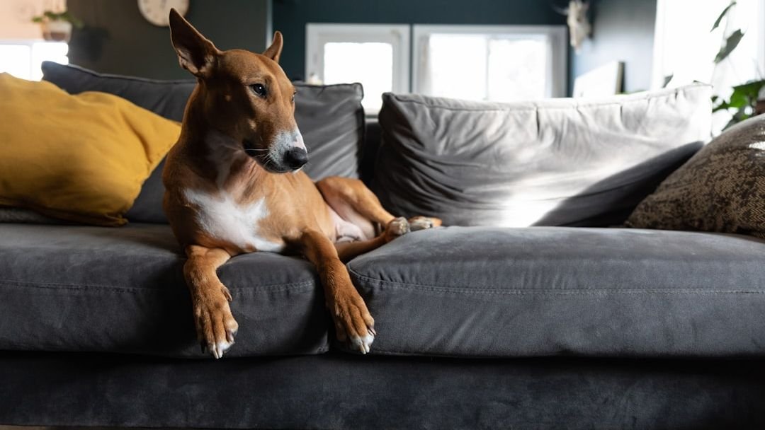 6 Signs Your Dog Trusts You Completely: The Deep Bond You Share Is Real