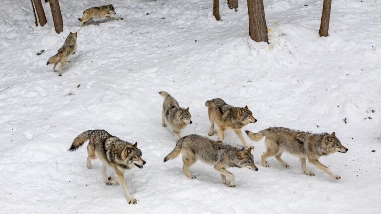 System in Flux: Scientists Reveal What Happened When Wolves and Cougars Returned to Yellowstone