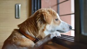 The Heartbreaking Reason Your Dog Watches You Leave Through the Window