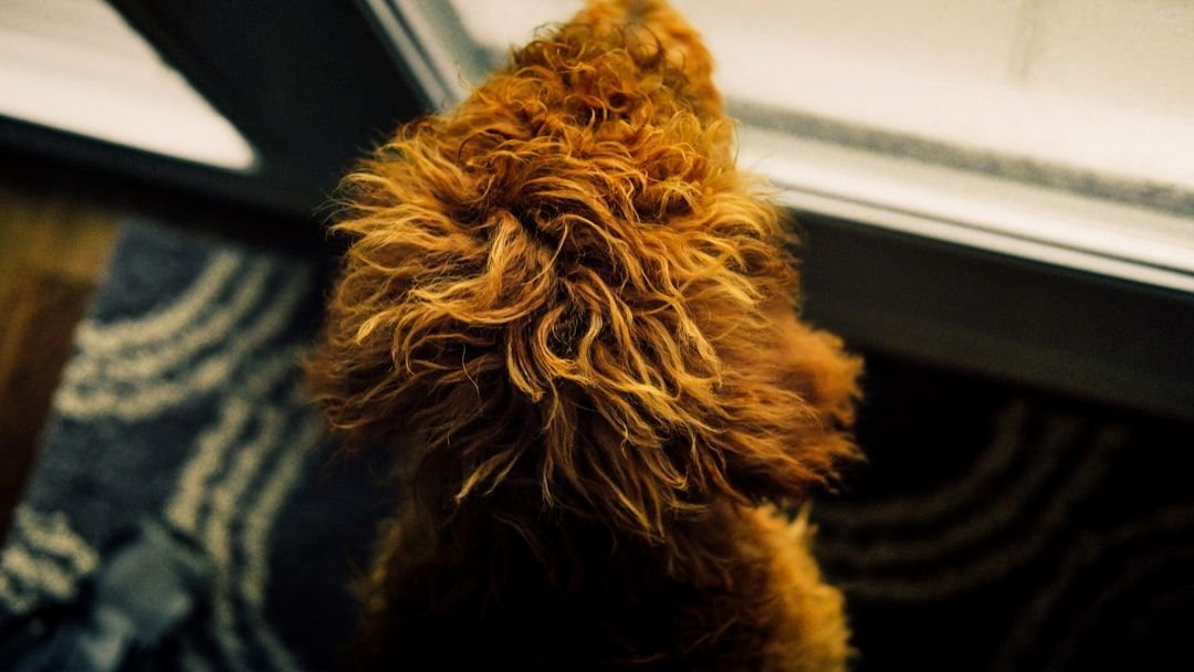 The Heartbreaking Truth Behind Your Dog's Window Vigil