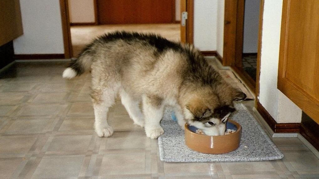 At What Age Should I Wean My Puppy To Solid Food