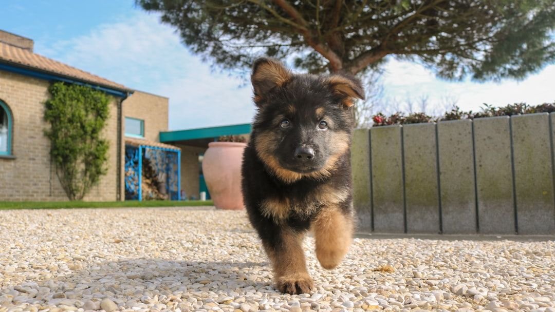 How To Train My Puppy Not To Pee All Over The House