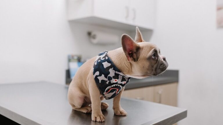 If Your Puppy Is Pooping All Over The House, It's Most Probably Your Fault