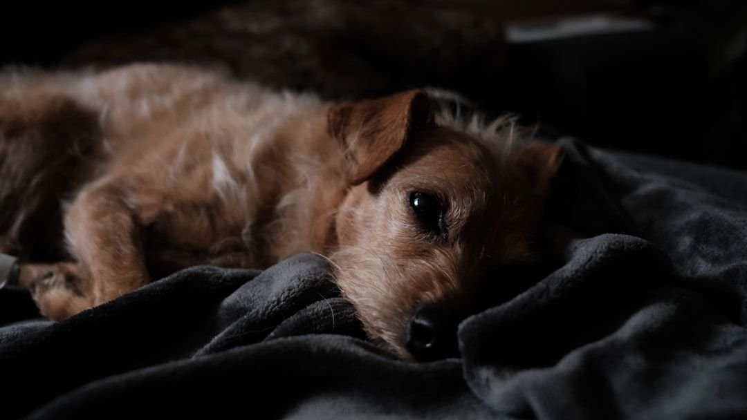 Why Your Dog Nudges You At 3 AM (It Isn't Random Behavior)