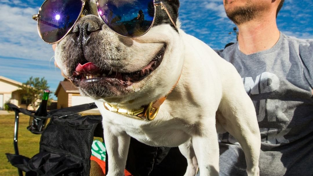 6 Dog Breeds Known for Their Hilarious Antics and Playful Personalities