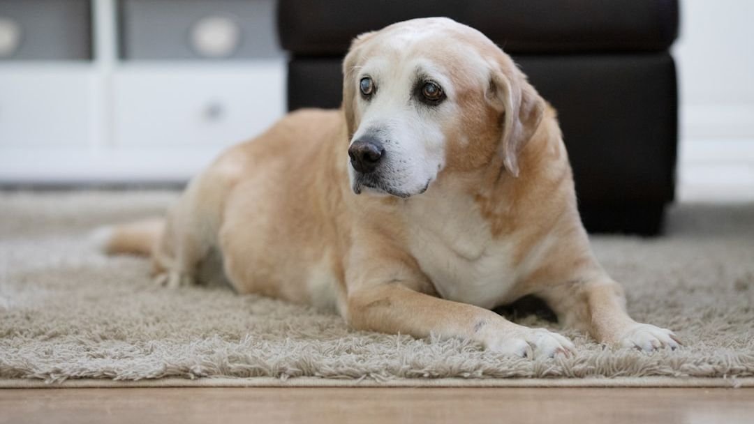 6 Easy Ways to Make Your Home More Comfortable for an Aging Dog