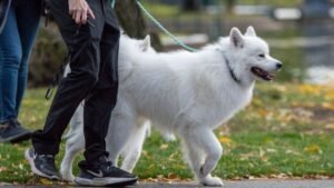 6 Common Mistakes Dog Owners Make That Can Spoil a Walk