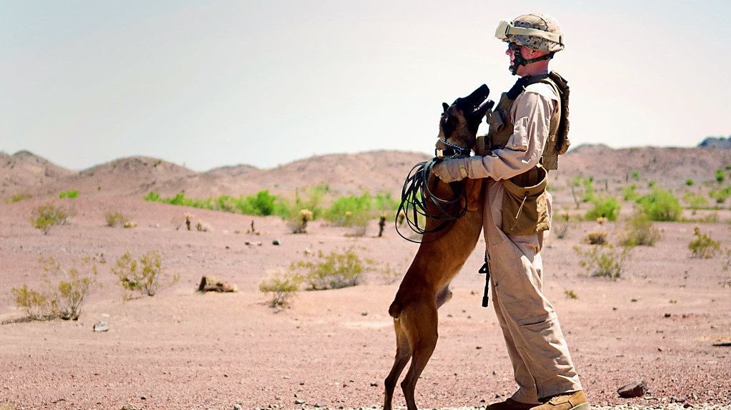 20 Things Dogs Remember Long After We Forget