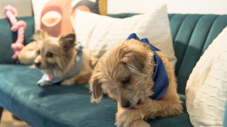 6 Behavioral Changes That Signal Health Warnings by Your Dog