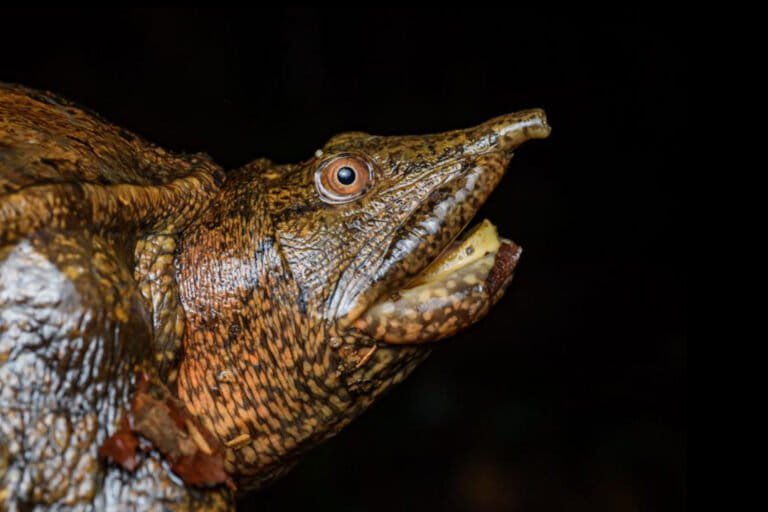 Study refutes claim that Indonesia’s legal turtle trade supports livelihoods