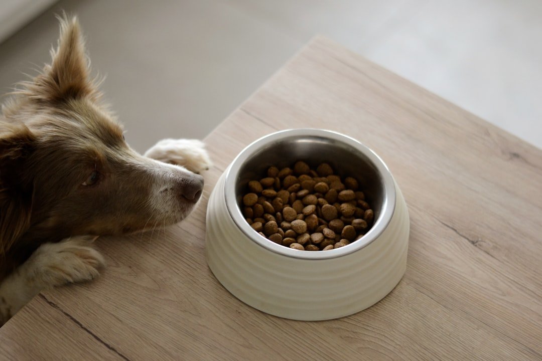Best Dog Diets 2027: What to Feed Your Pup