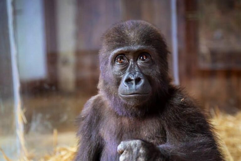 Baby gorilla seized from traffickers languishes in Turkish zoo