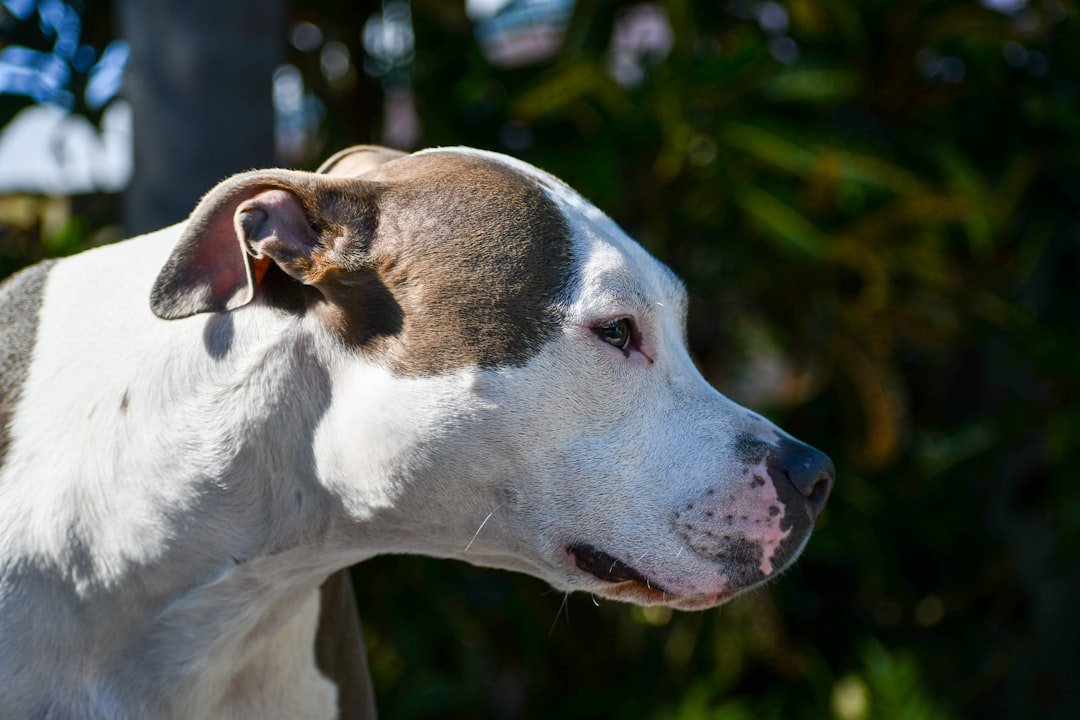 Grieving Family Turns Tragedy Into Lifeline For Forgotten Dogs