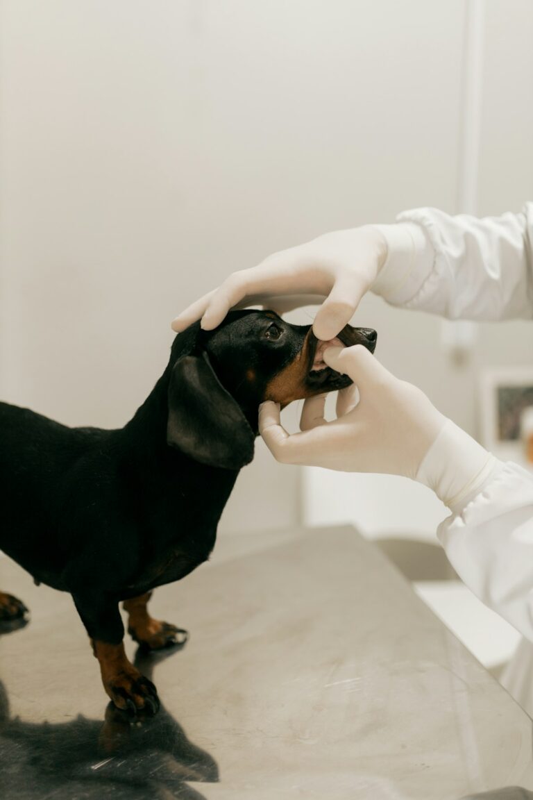 Pet Dental Care: Tips for Healthy Teeth & Gums