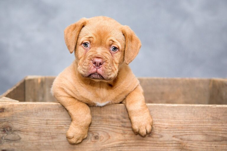 What It Actually Means When a Dog Leaks Urine While They Sleep (It’s Serious)