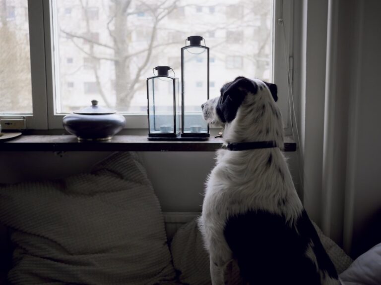 The Best Dog Breeds for People Who Can’t Be Home All Day (Finally, Some Relief)