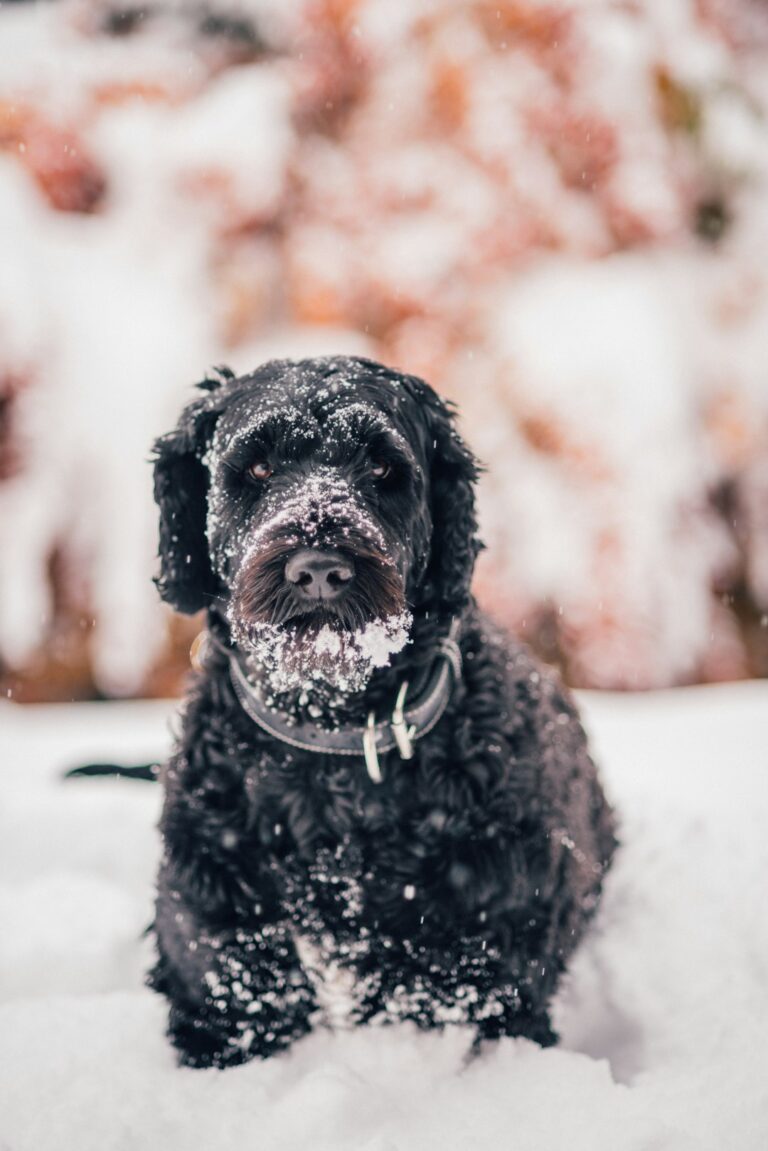 These Dog Breeds Barely Smell or Shed (Yes, They Actually Exist)