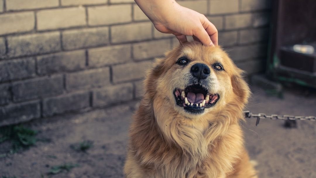 6 Things That Slowly Make Your Dog Feel Unimportant
