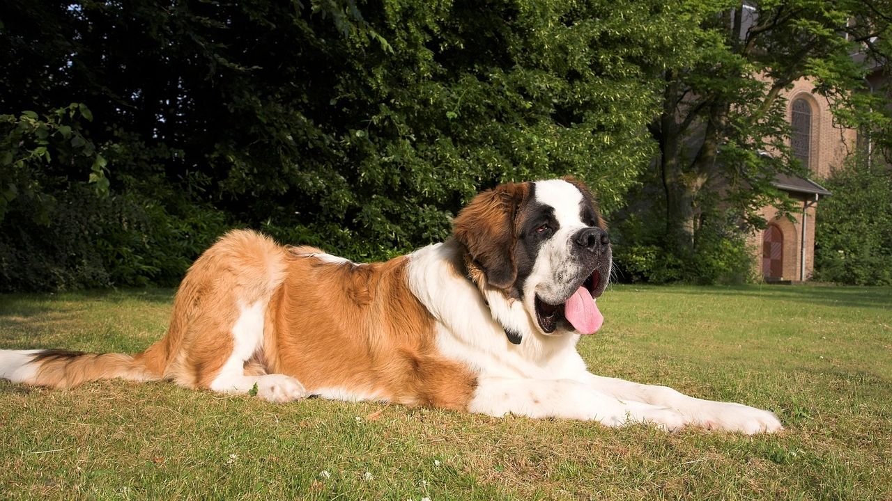 6 Large Dog Breeds That Are Gentle Giants (Perfect for Cuddles, Not Guarding)