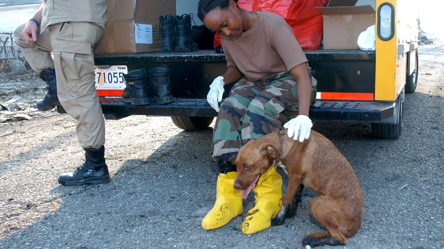 6 Mistakes People Make When Petting a Dog