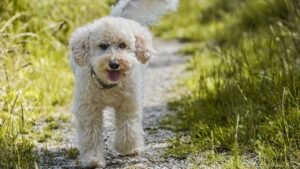 What Owning a Poodle Says About Your Personality