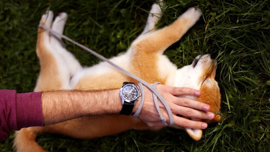 9 Mistakes People Make When Petting a Dog
