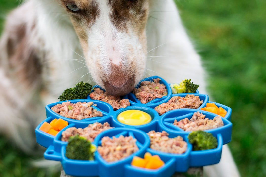 Dog food contains 'alarming' levels of lead, mercury and other toxins