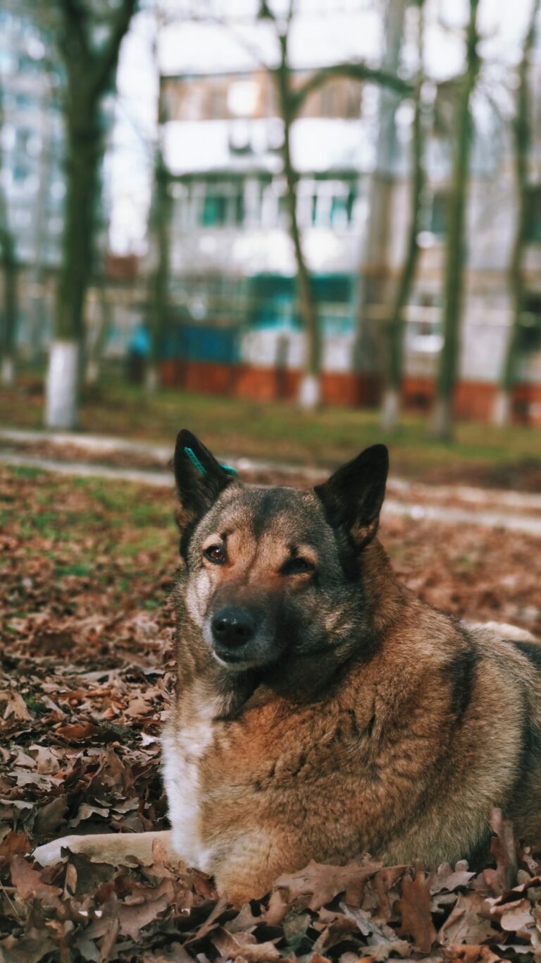 As the war in Ukraine continues, this veterinarian has saved the lives of over 1,000 animals