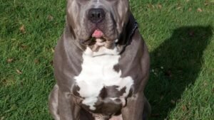 Pit Bull Advocate Yves Launches Game-Changing 'Carpool' Joyrides for Shelter Dogs