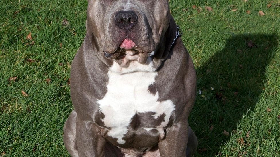 Pit Bull Advocate Yves Launches Game-Changing 'Carpool' Joyrides for Shelter Dogs