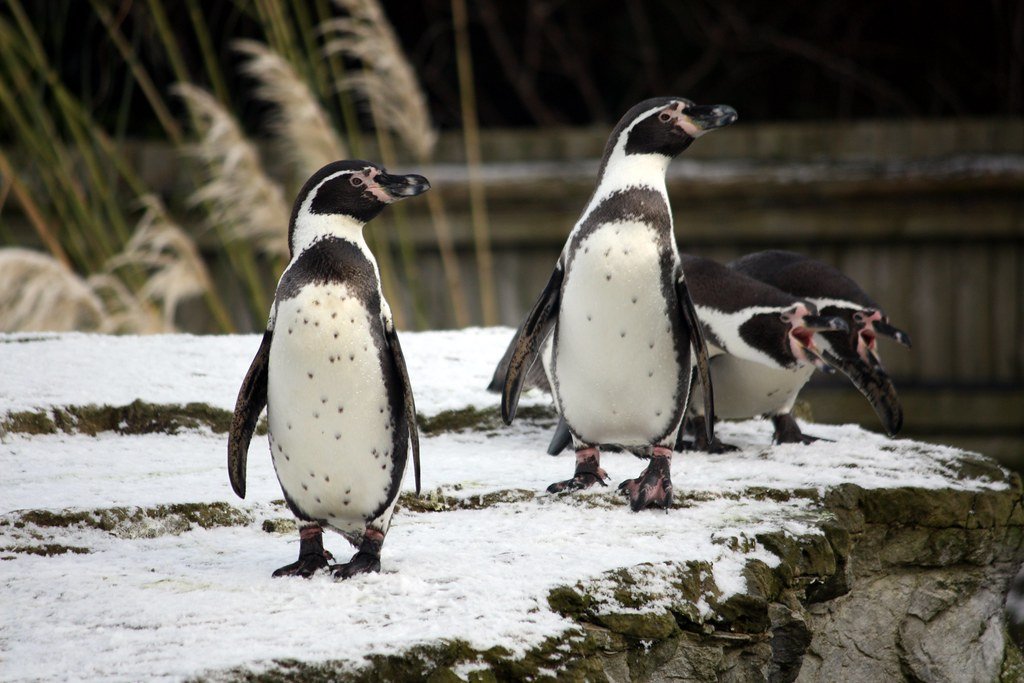 Penguins delight residents in care home visit